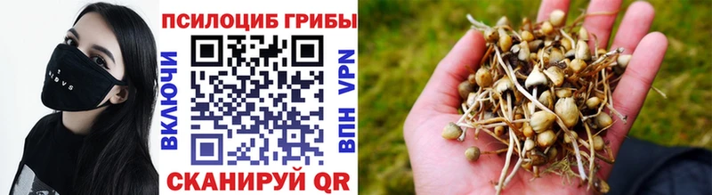 Галлюциногенные грибы прущие грибы  Купить закладки  Кузнецк 